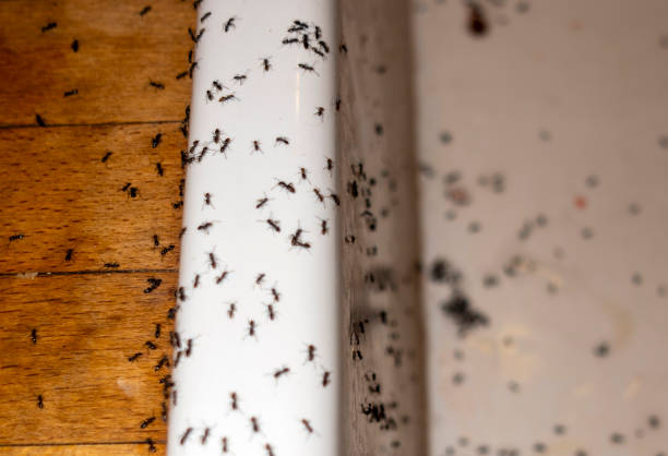 Best Best Pest Control Companies  in Wesley Hills, NY
